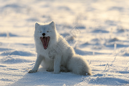 可爱的北极狐野生苔原中的北极狐 北极狐打哈欠毛皮哺乳动物狐狸气候荒野动物群眼睛捕食者背景猎人背景