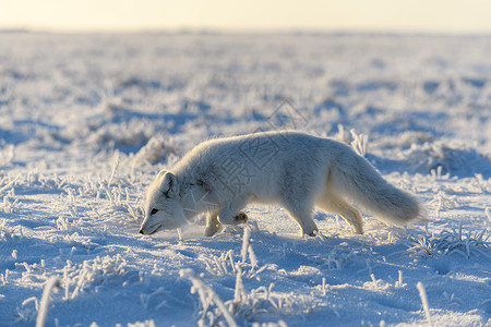 可爱的北极狐北极狐在野生苔原中 北极狐站立白狐兔兔毛皮荒野气候动物群照片捕食者晴天狐狸背景