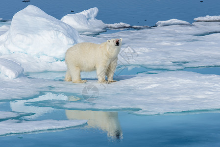 巴法力亚熊冰上北极熊气候岛屿野生动物旅行荒野公园动物海事反射太阳背景