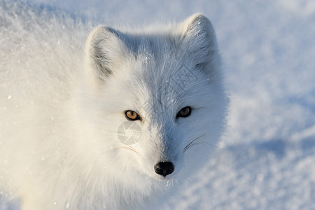 冬季在苔原的野北极狐 白北极狐特写狐狸气候白狐背景捕食者荒野哺乳动物眼睛动物群毛皮背景图片