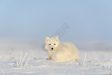 可爱的北极狐野生苔原上的北极狐 北极狐躺着 睡在苔原照片气候动物白狐荒野毛皮晴天捕食者眼睛视频背景