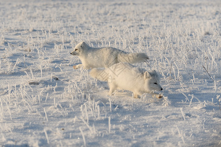 两只狐狸两只北极狐在野生苔原 北极狐在玩耍动物群猎人晴天动物眼睛白狐野生动物哺乳动物荒野毛皮背景