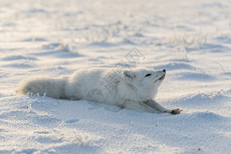 斯匹次卑尔根群岛野北极狐在冬天躺在苔原里 有趣的北极狐在玩耍动物白狐动物群猎人捕食者气候背景尾巴毛皮食肉背景