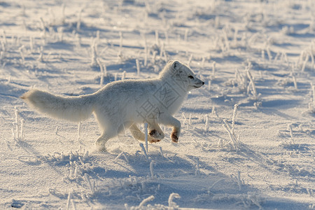 跑狐狸哺乳动物捕食者高清图片