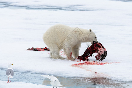 熊吃鱼北极熊在冰块上吃海豹荒野气候海洋环境旅行哺乳动物男性摄影动物捕食者背景