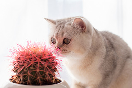 背光的猫有趣的白猫嗅到粉红仙人掌针背景