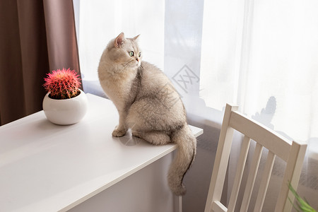一眼望三川一只美丽的英国白猫坐在房间里的白色桌子上 望着窗外看一眼宠物哺乳动物动物房子休息植物毛皮窗户卧室猫咪背景