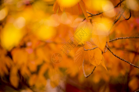 秋天橙色和黄色的叶子背景图片