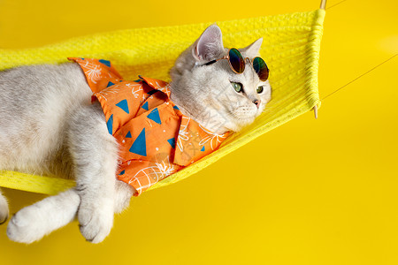 黄色太阳镜太阳镜中的有趣的白猫 躺在黄色背景的织布吊床上宠物动物假日说谎晴天衣服哺乳动物卡片工作室衬衫背景