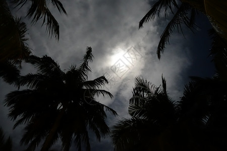 棕榈树在夜幕下将月亮边缘高清图片