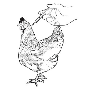 鸡手绘插图 公鸡母鸡公鸡家禽家禽疫苗接种鸡矢量图和白色绘图文本插画