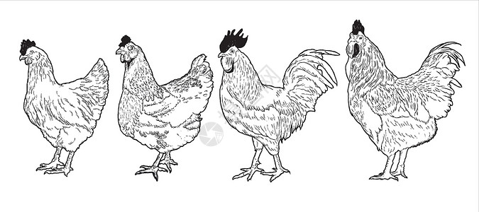 生啫鸡煲一组鸡手绘插图 公鸡母鸡公鸡家禽家禽鸡矢量图和绘图文本插画