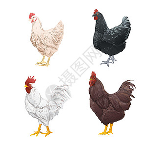 水母鸡白色背景的鸡水彩色风格 老式手工绘制 矢量插图插画