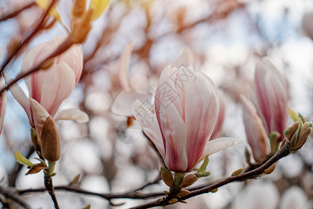 在温暖的春天阳光明媚的白天 树枝上放着白花朵和粉红木兰花背景图片