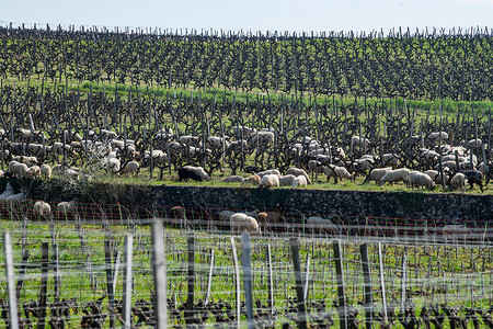 法国博尔多葡萄园 济儿园放牧的家养羊场地藤蔓农村葡萄园婴儿环境动物羊毛小动物晴天背景图片
