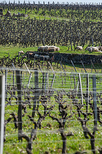 法国博尔多葡萄园 济儿园放牧的家养羊小动物葡萄园动物农村养羊场羔羊农场环境场地羊毛背景图片