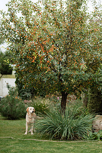 婚礼上的金色寻金犬猎犬脖子花圈庆典绿色褐色背景图片