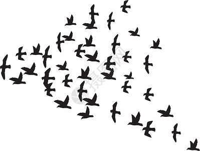 一群鸽子一群飞鸟设计图片