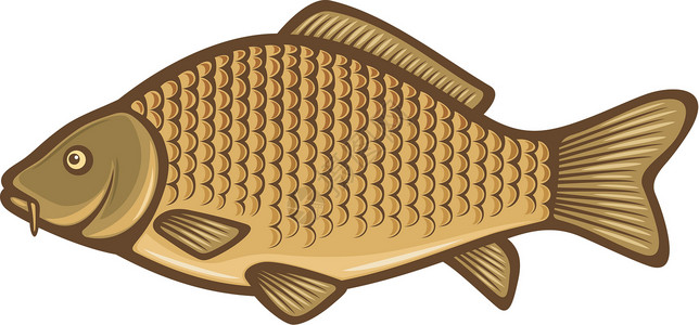鱼虾贝鱼虾鱼鳟鱼曲线插图鲤鱼海洋卡通片池塘低音动物力量设计图片
