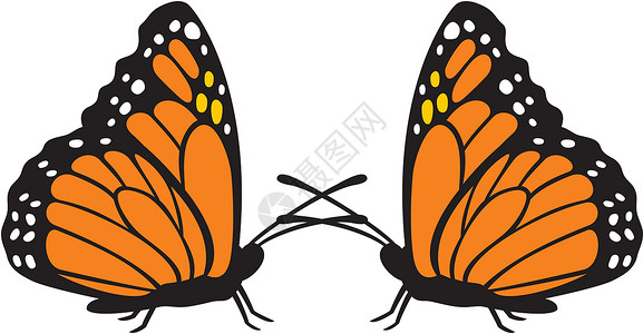 两只蝴蝶的颜色插画