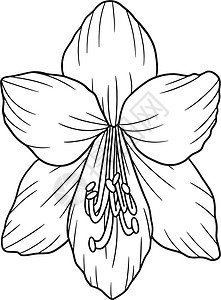 美斯乐山成人美乐丽丝花的彩色页面百合填色植物彩页插图球茎染色绘画图画书手绘插画