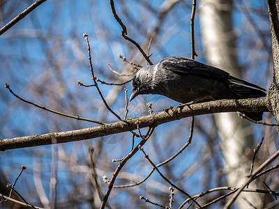 拟人乌鸦唱歌一只乌鸦鸟坐在树枝上 背景模糊木头叶子树叶树木林地羽毛鸟巢荒野唱歌野生动物背景