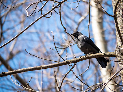 拟人乌鸦唱歌一只乌鸦鸟坐在树枝上 背景模糊树木鸟巢叶子翅膀山雀唱歌巢穴寒鸦野生动物自然背景