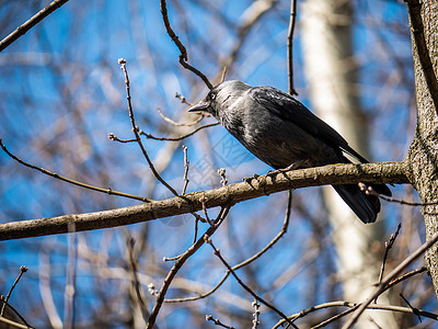 拟人乌鸦唱歌一只乌鸦鸟坐在树枝上 背景模糊翅膀唱歌羽毛树木树叶荒野缓存乌鸦野生动物叶子背景