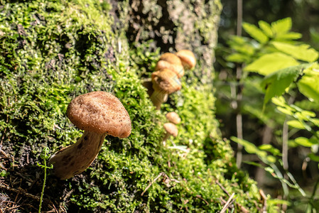 蜜环菌以树木日日颜色种植的蜂蜜蘑菇背景