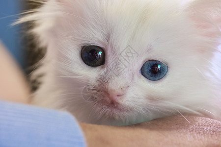 奇怪的眼睛猫咪甜的高清图片