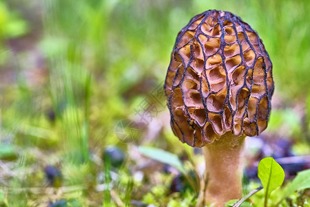 莫瑞姆蘑菇在草地上生长 颜色高清图片