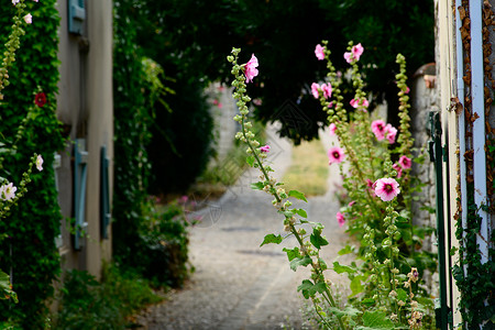 朗德和霍利霍克的小小巷鹅卵石假期粉色木槿目的地铺路胡同街道建筑村庄背景