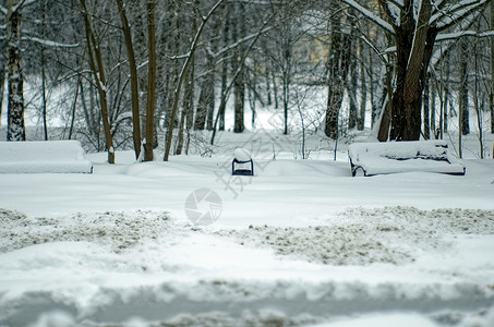 公园中阴云天下雪的树上环境季节树木景观场景黑与白天气风景蓝色木头背景图片