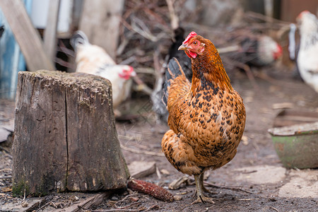 一个美丽的棕色家鸡 站在木桩缝合处的一旁背景图片
