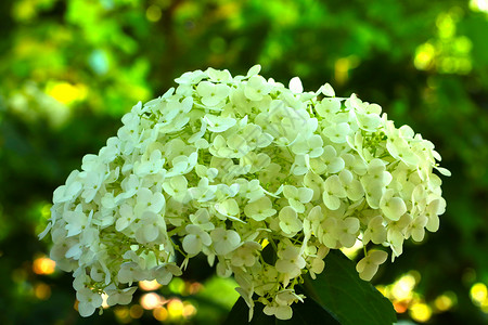 鲜花促销宣传单夏天在公园里 有一束鲜花 在夏日的Hydrangeas树枝背景