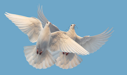 看信鸽子素材和平和自由的白鸽在天空飞翔背景