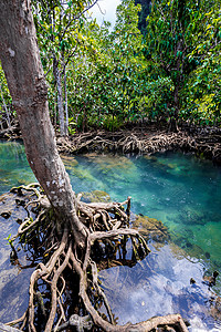 甲流传染源热带树根或沼泽林和水流中的Tha Pom红树林 泰国衬套气候水平树干运河部分环境沼泽米府旅行背景