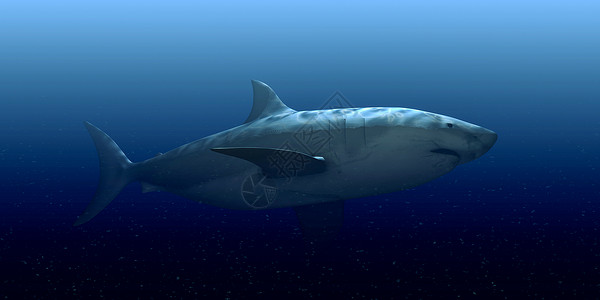 白鲨鱼白色游泳捕食者插图野生动物海洋危险攻击牙齿动物背景图片