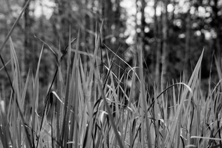 美化照片素材抽象的真实自然美女照片模糊背景 黑白灰色合同单色宏观特写野生干草草本植物 草地森林室外空气 秋收 严肃的现代风格背景