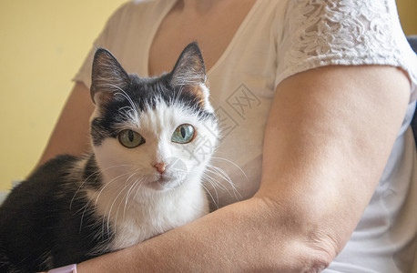 猫按摩坐在一个成年女人的怀抱里 室内黑白家猫近距离肖像画猫咪按摩老年亲热鼻子女士宠物小猫毛皮长发背景