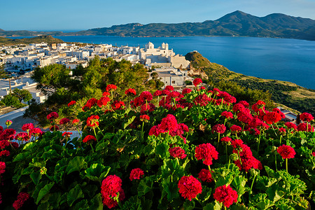 菲洛梅洛斯希腊米洛斯岛的希腊Plaka村红花 与希腊普拉卡村一起观光背景旅游村庄胜地游客景点城市植物假期背景