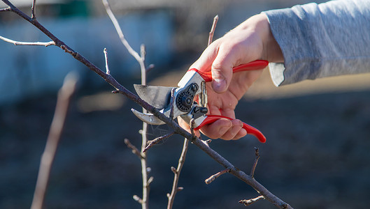 剪树枝园艺冬天高清图片