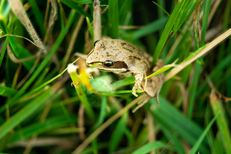 春天青蛙青草中的棕青蛙背景