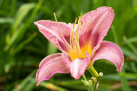 消逝白日百合 赫梅罗卡迪斯花头植被百合花艺花坛季节花园生长植物群风景背景