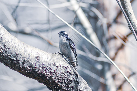 一只雄性下垂的木鸟踩在树干上鸟类树木啄木鸟男性自然森林野生动物背景图片