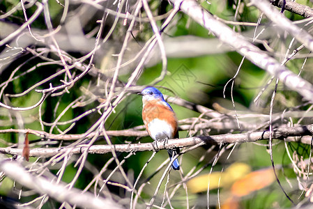 Tickell的蓝苍蝇捕鸟鸟红边蓝色森林翅膀野生动物红色青龙热带动物动物群背景图片
