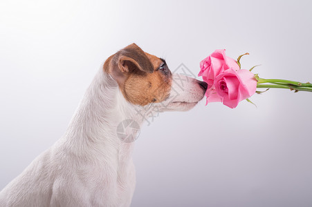 笑狗杰克拉塞尔罗素泰瑞尔的肖像 在白色背景上闻着一束玫瑰花动物纪念日女士花粉宠物玫瑰喷嚏猎犬鼻子快乐背景图片