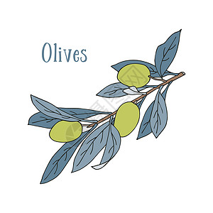 橄榄枝图标橄榄枝绿色和蓝色面条风格 孤立的白色背景插画