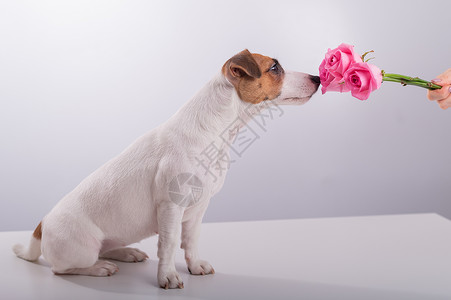 笑狗杰克拉塞尔罗素泰瑞尔的肖像 在白色背景上闻着一束玫瑰花好奇心玫瑰哺乳动物明信片生日香水鼻子花粉纪念日伴侣背景图片
