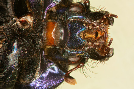 口部操甲虫的口部和嘴部背景